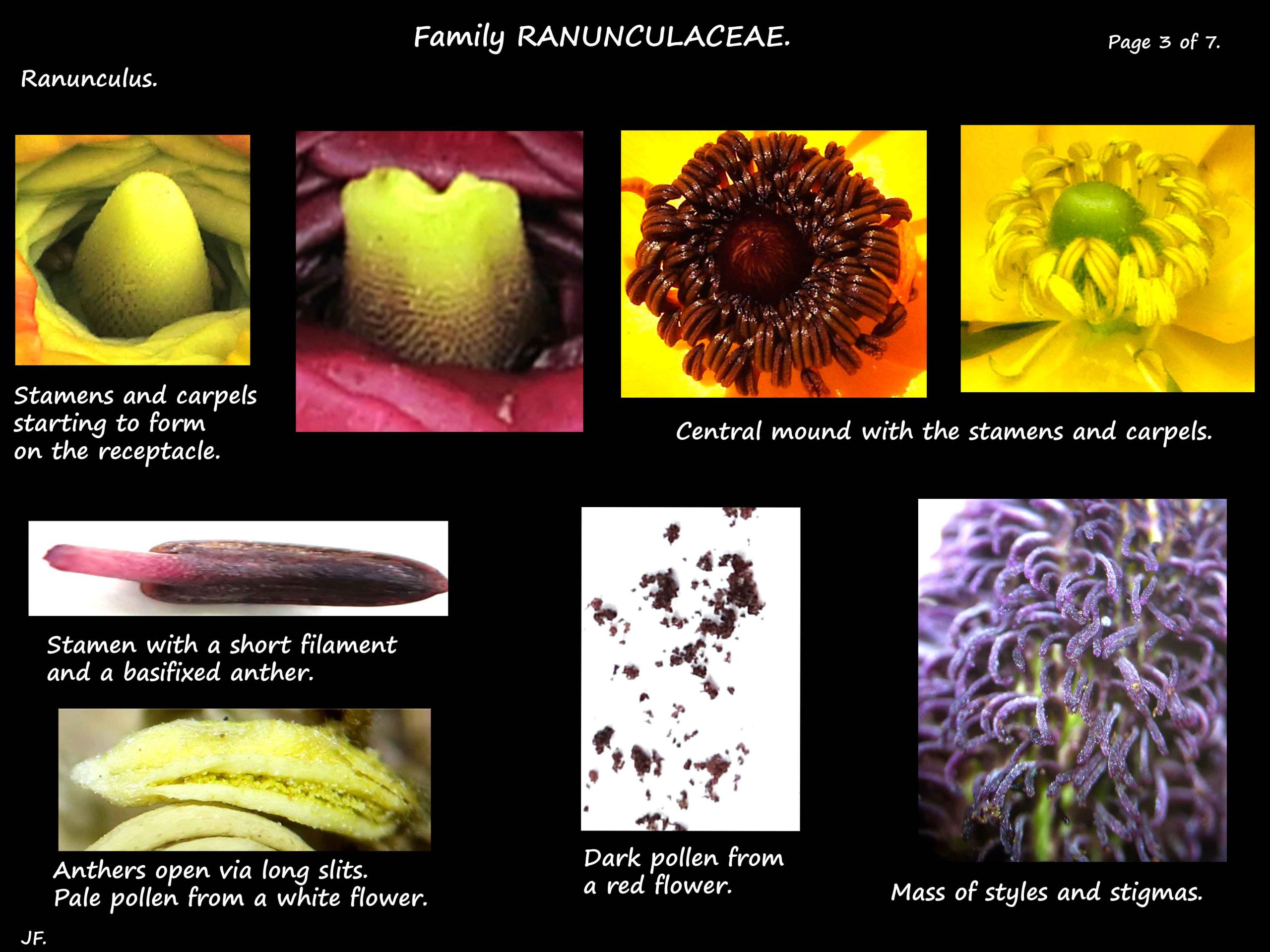 3 Ranunculus stamens & carpels